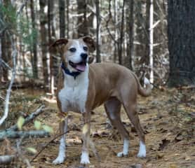 Sandy in the woods at Morton Park -- her favorite spot.