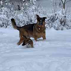 Atlas playing with the neighbors dog in the backyard. Loving the snow.
