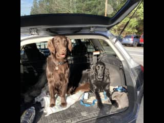 Laci is the black flat-coated retriever on the right!