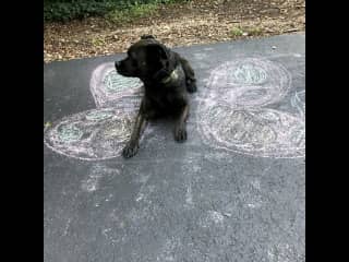 Great dog (although we are sort of rebel owners)-off leash on a public trail