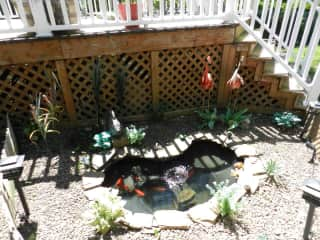 Fish Pond