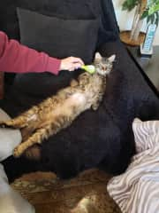 Gabby loves to be brushed on her belly. Totally relaxed....#stress-free life