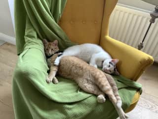 Having a snooze