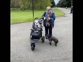 I am the most adorable spunky little Chinese Crested with my independent ways and I let Auntie Anna know when I get tired so I can ride along in this doggy buggy. Auntie Anna will always be there if I need help. I think she quite likes me!