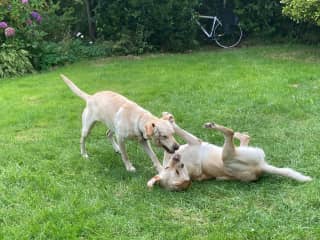 My first pet-sit on TrustedHouseSitters, 2 lovely very playful labs. I've since been back a couple of times.