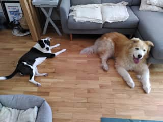 Nimbus and Freya, my furry (American-Portugese) friends during my first house and pet sit in Porto.