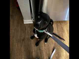 He is a good boy who loves pretty much everyone! Be mindful of your food… he is a little thief!