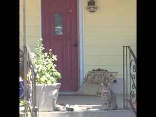 Big porch for relaxing