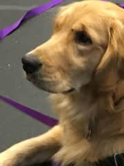 Maisie at obedience class. She still needs some more...