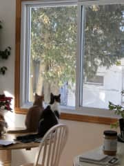 Bémol and Léon (cat TV)