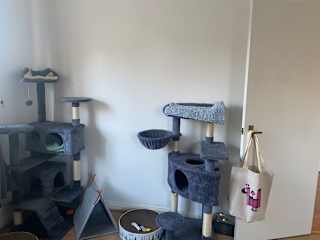 cat zone, most of their toys are kept in this area