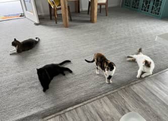 From left to right:
Tyson, Sammy, Momma, Margo all waiting for dinner.