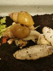 Emilys rescued African Land Snails