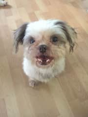 Tequila(Kiki), shih tzu, age 11