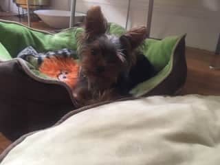 Carlito - our little Yorkie