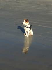 Jerry gazing out to sea!