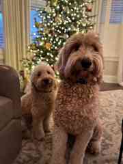 Ginger and Philip are best buds!