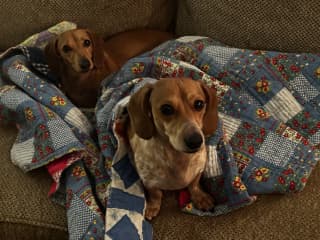 Just woke up from a nap on the couch.