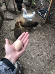 Lay like the wind, chickens!  Happy chickens, more eggs :)