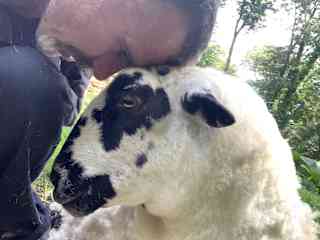 Both sheep were triplets & abandoned as the weakest of the three. Lowri went on to develop joint ill which was left untreated & has a severe limp. She’s comfortable around strangers. And is the alpha of the 4 animals. 




B