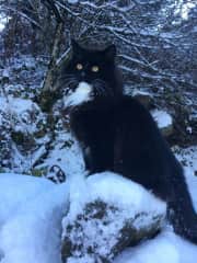 Dante posing in the snow