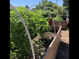 Tomatoes and strawberries!