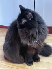 is starting to have some difficulty with her hind legs.