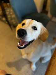 Beautiful girl! So happy and eager to please.