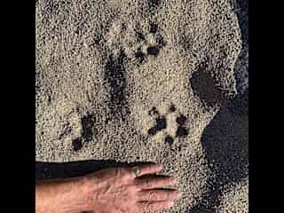 I love the wild animals too... I spend time as a wildlife tracker and nature educator. Can you guess who this is?