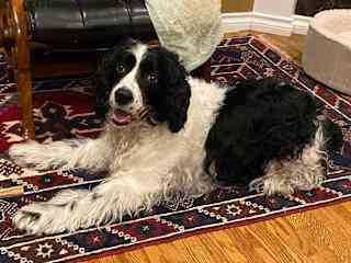 Every rug and every chair is his