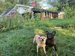 Betty and Mazie in the sunflower patch