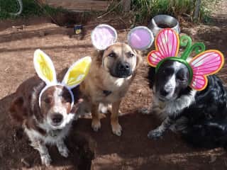 Easter Dogs