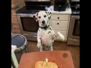 he loves to stand and dance for treats