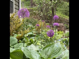 Back garden in the late spring