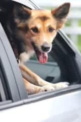 sticking her head out in the car