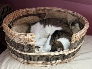 Comfy cat
