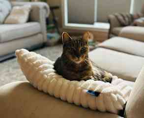 Indoor cat only