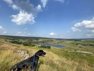 Mike walking Labrador puppy Branston in the Lancashire Hills