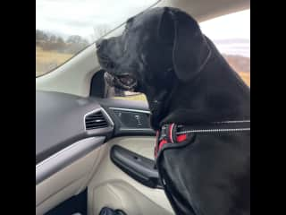 Koda loves riding in the car