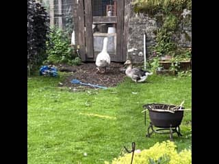 Here's Jethro doing his favourite thing: waiting for the hens to come out.