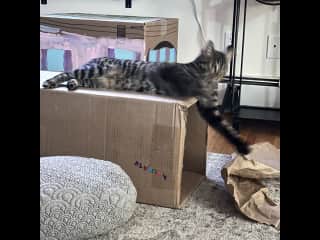 Burgundy loves her cardboard castle. Plenty more cardboard if you wanna add to it