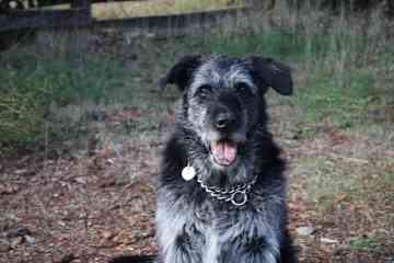 My beloved Lucy, she changed my life and she is forever in my heart.