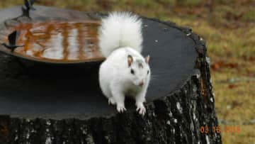 Whitey will eat all the peanuts you're willing to give. You MUST keep the lid on the peanut bucket or you'll have a huge mess to clean up.