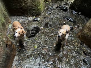 The girls on a hike on Vancouver Island.