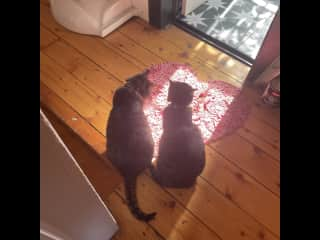 April and Minga, sisters, hanging out on top of the stairs.