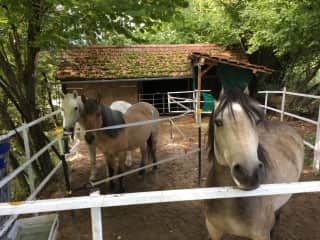 The stable - the pony on the right is away for the summer!