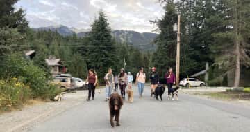 This is the Sunday STROLLERS!  Every week my friends and doggies strol the trails of Whistler.  The lead dog is Chief, he is the elder of the group