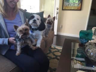My KikiD and Rockefeller with one of our foster dogs in his new home.
