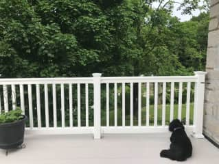 Benji resting his head between the railing's spindles, one of his favorite places to lay