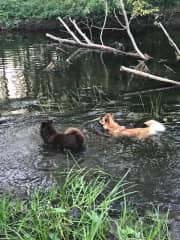 The dogs cooling down in the river